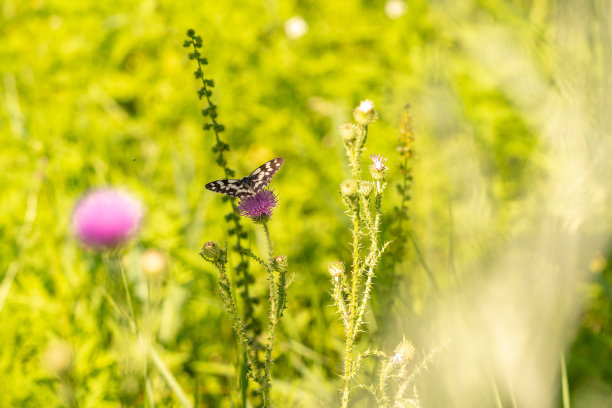 翅膀合在花上的蝴蝶。高质量的照片。有选择性的重点图片下载