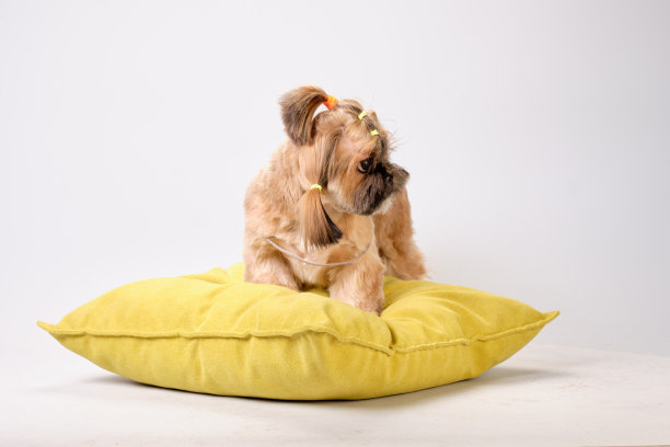 狮子狗理发后躺在枕头上图片下载