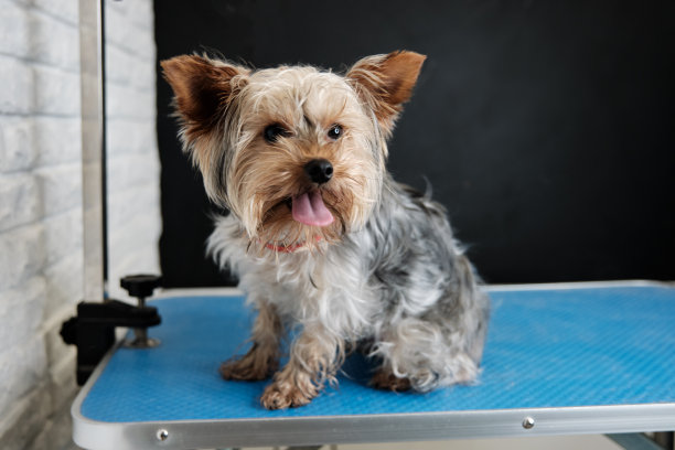 在动物沙龙的梳妆台上，一只长得过大的约克夏梗图片下载