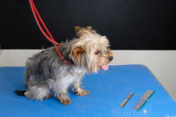 一只长得过大的约克郡犬在理发前坐在桌子上的梳子旁边图片下载