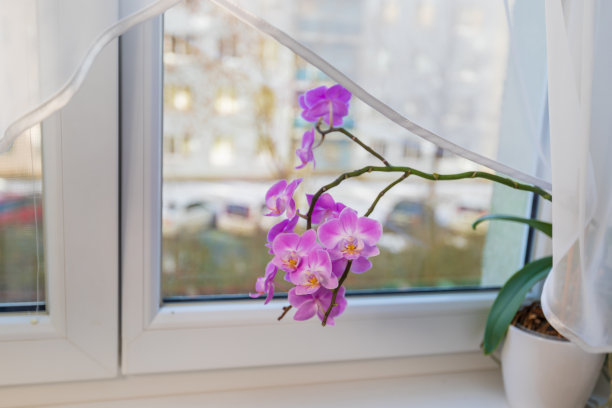 室内粉色花花盆兰花在窗台上靠窗。图片下载