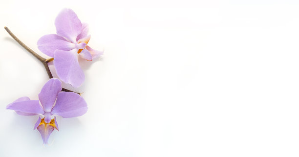 粉红色蝴蝶兰兰花花热带花园孤立在白色背景上。图片下载