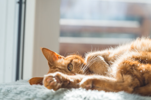 猫在毛皮毯子上放松在阳光下，猫照片，明信片，动物图片，公猫图片下载