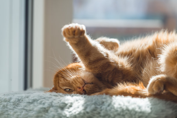 猫在毛皮毯子上放松在阳光下，猫照片，明信片，动物图片，公猫图片下载