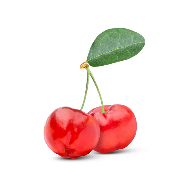 针叶樱桃在白色图片下载