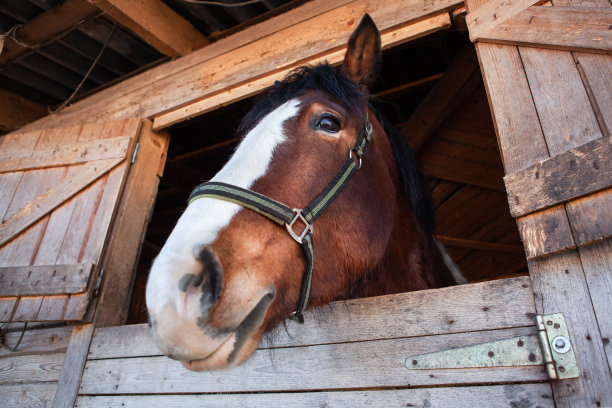 马厩里的棕色马。向窗外窥视的马的头。图片下载