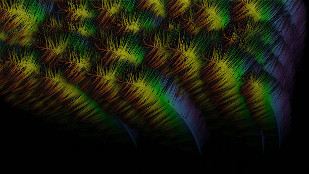 密集的彩虹羽毛图片下载