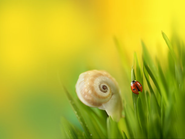 美丽的瓢虫和蜗牛在草地上亮黄色的背景。图片下载
