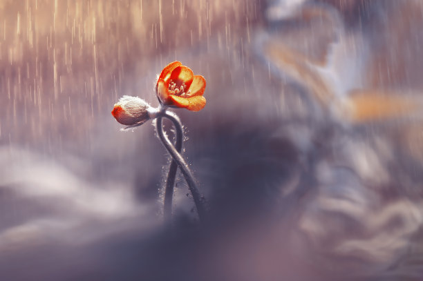 爱情的浪漫形象——两朵春花在雨中的森林。图片下载