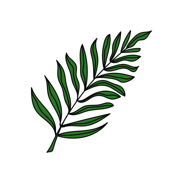 一个简单的热带棕榈叶图标。手绘涂鸦风格的元素。棕榈树。热带地区,夏天。孤立矢量图。图片下载
