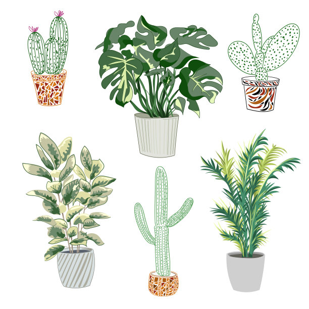 时髦的盆栽植物。不同的室内植物隔离在白色背景上。图片下载