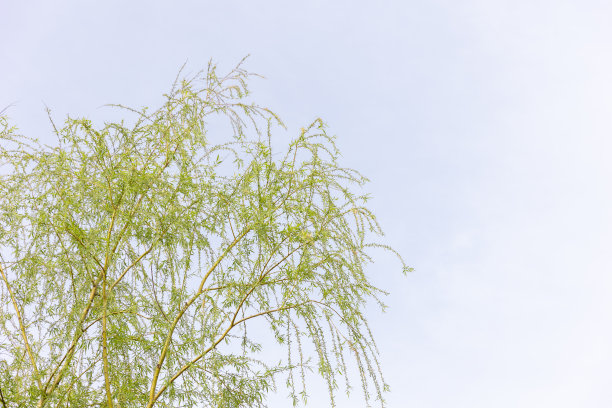 树叶和花朵图片下载