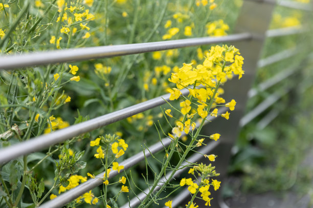 树叶和花朵图片下载