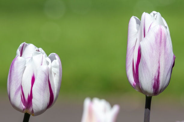 花园郁金香(tulipa gesneriana)盛开图片下载