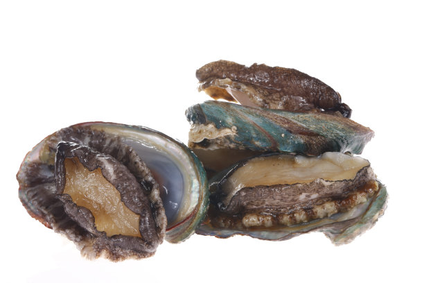 白色背景的鲍鱼贝类图片下载