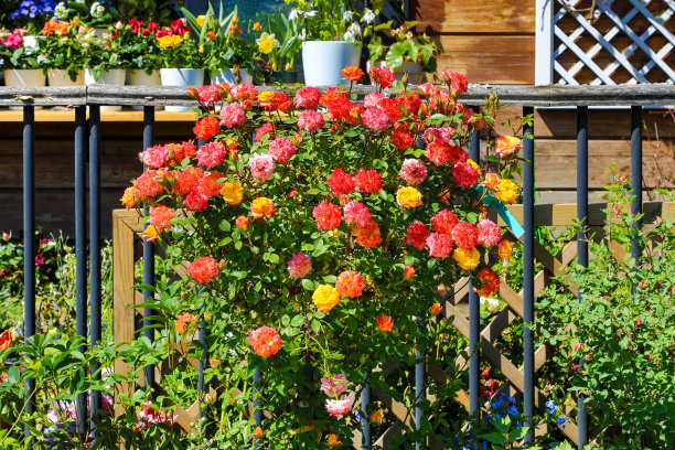 盛开的鲜花图片下载