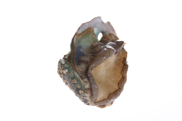 白色背景的鲍鱼贝类图片下载