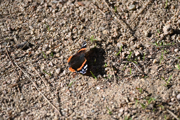 红上将蝶图片下载