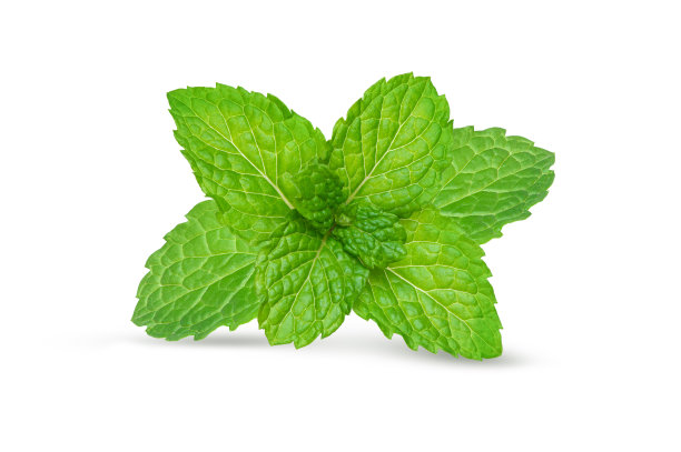 薄荷的叶子图片下载