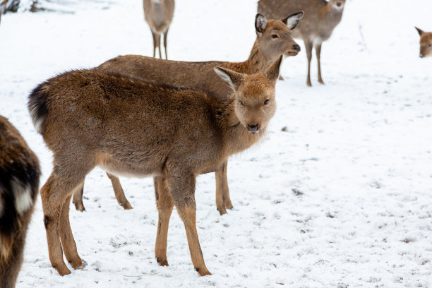 冬天森林里不同年龄的鹿群图片下载
