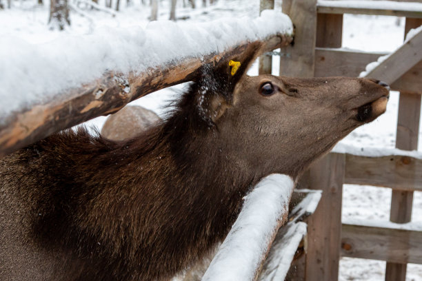 冬天森林里不同年龄的鹿群图片下载