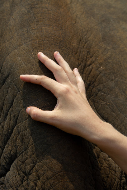 触摸大象图片下载