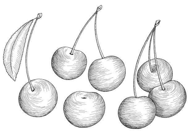 樱桃浆果图形黑色白色孤立素描插图矢量图片下载