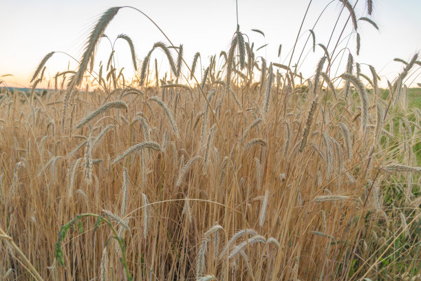 麦田。全球粮食安全图片下载