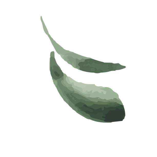 白色背景上孤立的叶子图标。标志标志设计。现代笔墨插图。向量图片下载