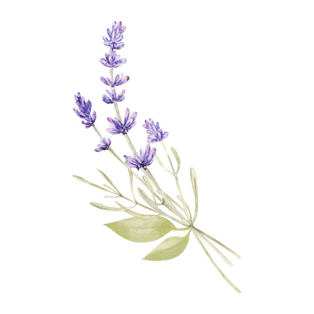 水彩薰衣草花束图片下载