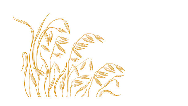 金色的燕麦。在田里收集谷物。草图图片下载