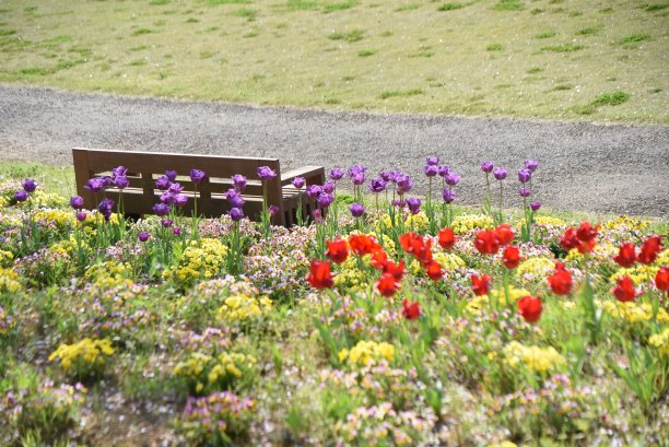 花坛里盛开着鲜花图片下载