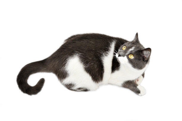 灰白色的猫在lite背景图片下载