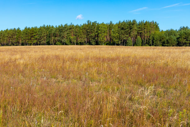 在波兰北部卡舒边地区的Borowy Mlyn村的森林灌丛和干燥的草地图片下载