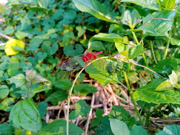 红龙飞图片下载