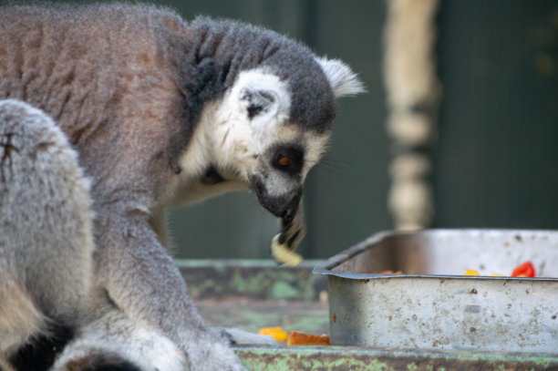 狐猴把食物图片下载