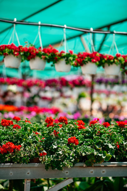 种植植物苗圃图片下载