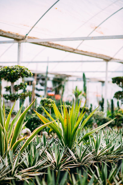 种植植物苗圃图片下载