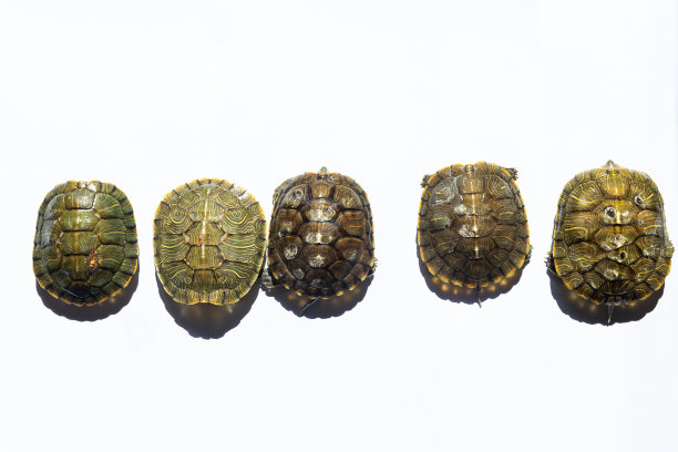 生病的龟图片下载