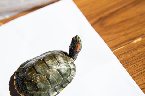 生病的龟图片下载