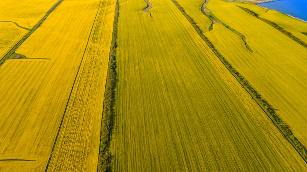 油菜田的飞机视角图片下载