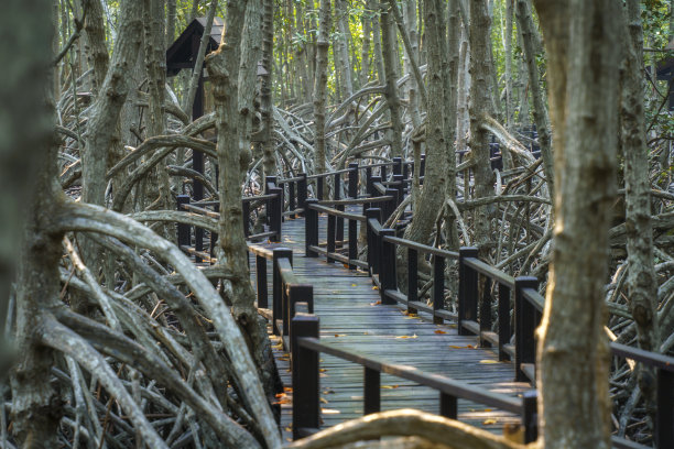 在红树林里的木桥步行道，泰国的Prachuap Khiri Khan。图片下载