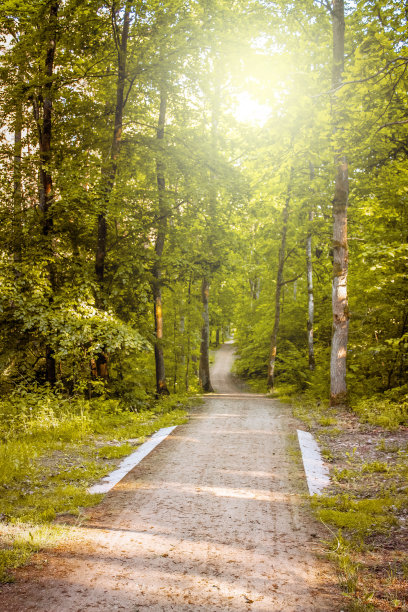 阳光穿过树林的林间小路图片下载