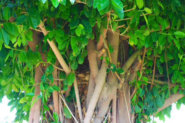 以色列特拉维夫的榕树景观图片下载