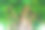 以色列特拉维夫的榕树景观图片下载