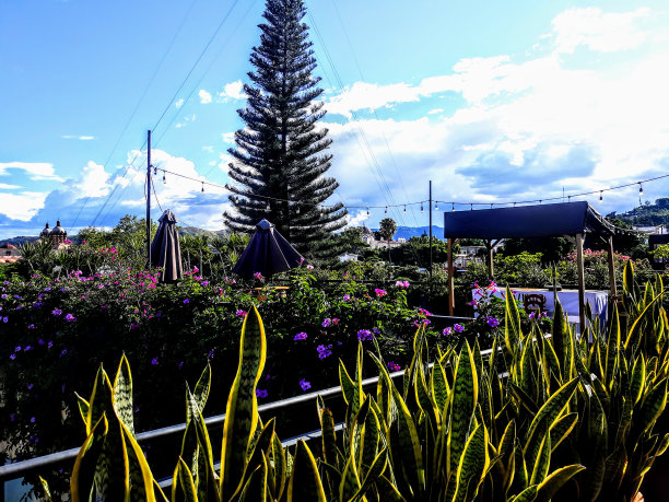 屋顶的花园图片下载