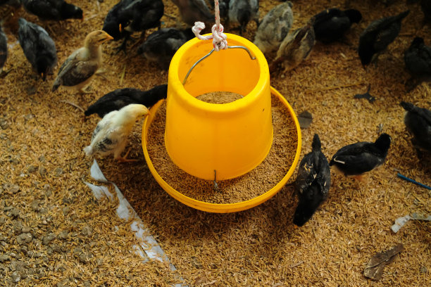 小鸡在农场里吃谷物图片下载