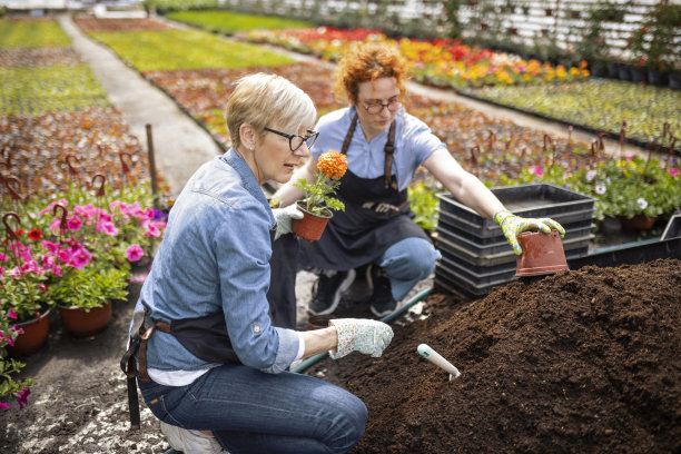 在苗圃内移栽花卉图片下载