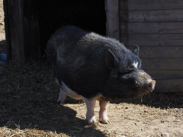 猪圈里的猪图片下载
