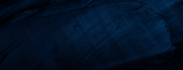 带有可见细节、背景或纹理的蓝色羽毛图片下载